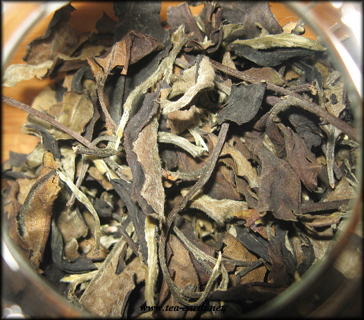 Jinggu Gushu Bai Cha